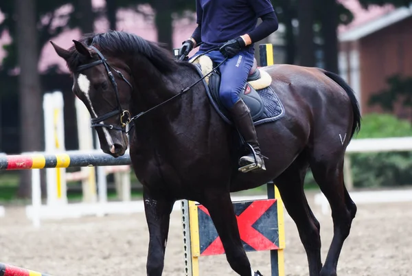 Equitazione Giappone Hokkaido — Foto Stock