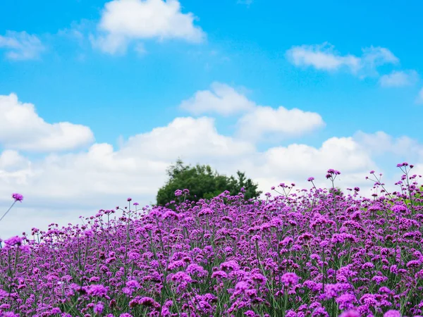 Çiçek Bahçesinde Hokkaido — Stok fotoğraf