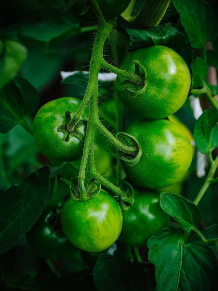Green Tomato Garden — Stock Photo, Image