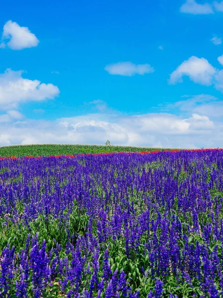 Flower Garden Hokkaido — Stock Photo, Image