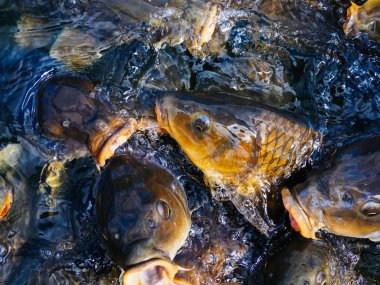 Japonya gölde sazan