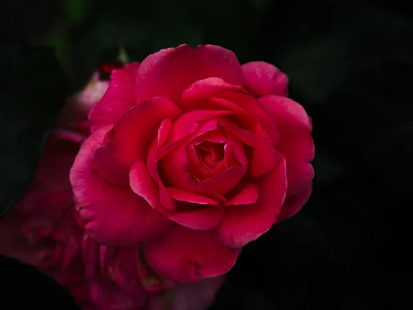 Rose Rouge Fond Noir — Photo