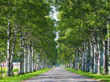 Yaz hokkaido sokakta ağaç