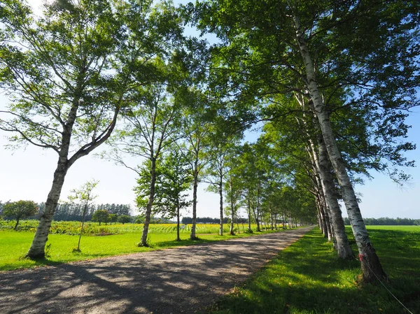 Árvore Forrada Rua Verão Hokkaido — Fotografia de Stock