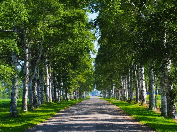 Yaz hokkaido sokakta ağaç