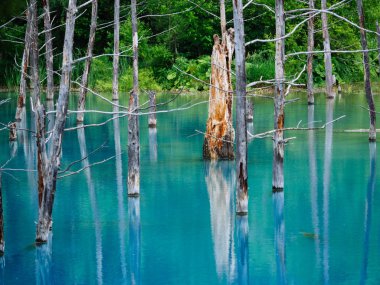 Hokkaido'da mavi su birikintisi