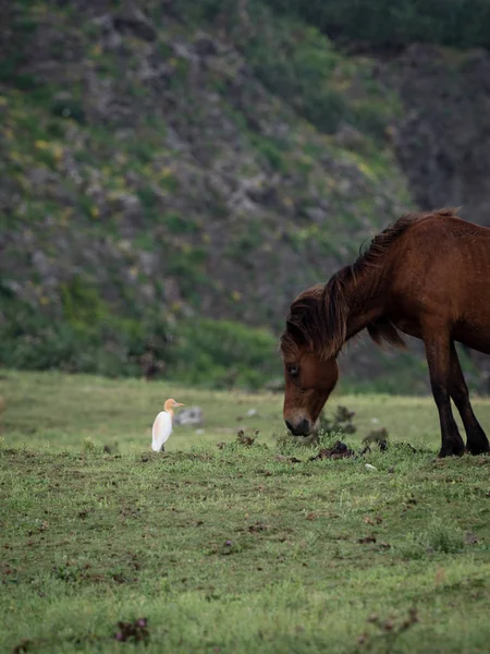 Cavalo Ilha Yonaguni — Fotografia de Stock