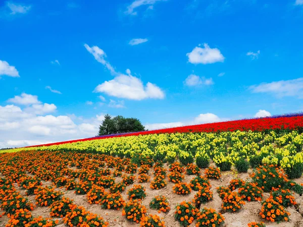 Blomma Trädgård Hokkaido — Stockfoto