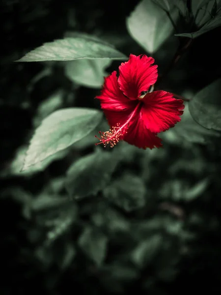 Hibiskus Lecie Okinawa — Zdjęcie stockowe