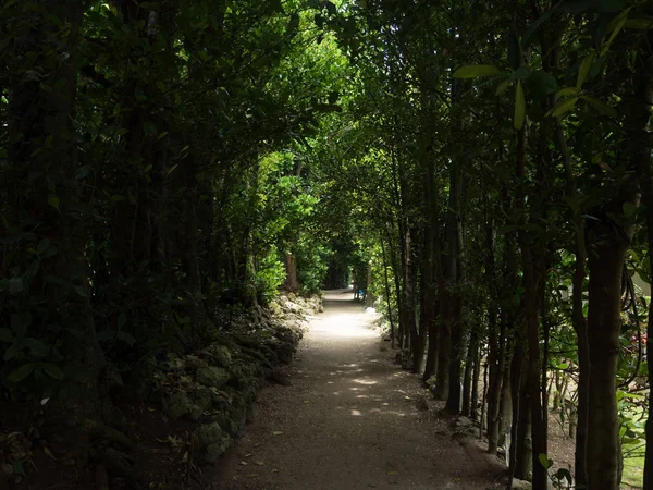 okinawa sokakta ağaç