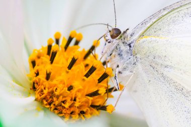 whtie Cosmos'a kelebek