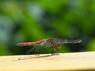yusufçuk sonbaharda hokkaido