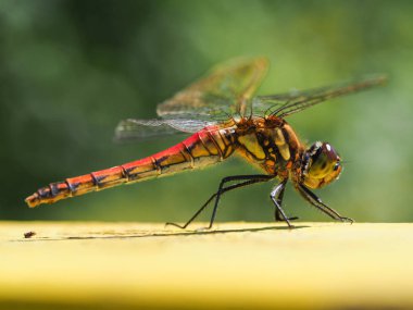yusufçuk sonbaharda hokkaido