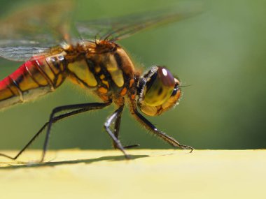 yusufçuk sonbaharda hokkaido