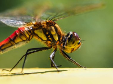 yusufçuk sonbaharda hokkaido