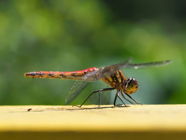 Libellula Autunno Hokkaido — Foto Stock