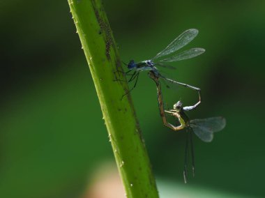 yusufçuk sonbaharda hokkaido