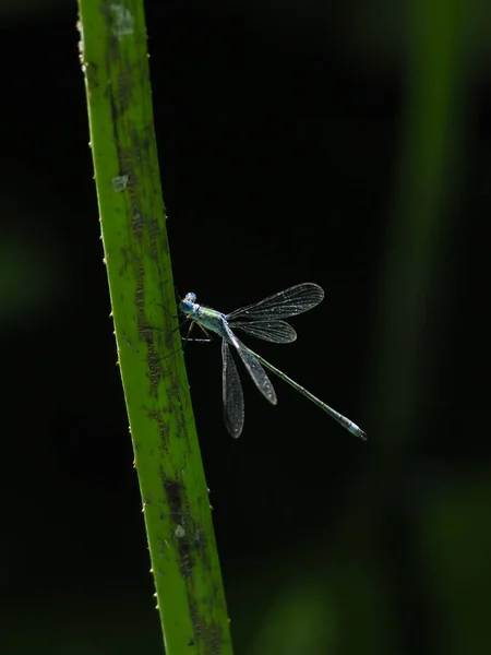 Libélula Otoño Hokkaido —  Fotos de Stock