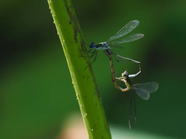 Dragonfly Autumn Hokkaido — Stock Photo, Image