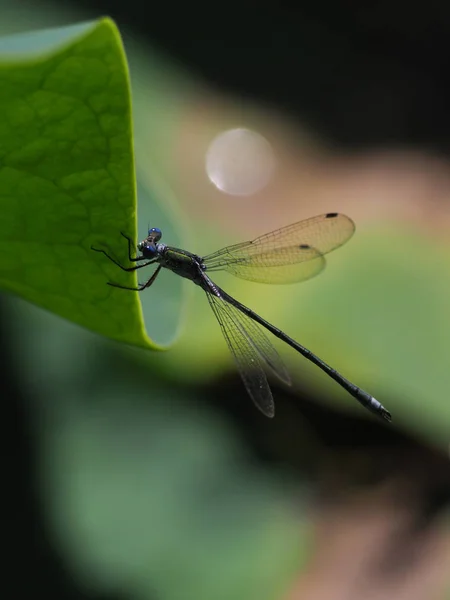 Libélula Outono Hokkaido — Fotografia de Stock