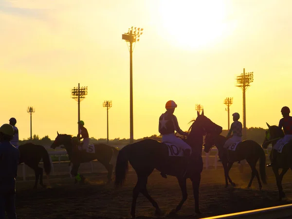 Caballo Hokkaido Noche — Foto de Stock