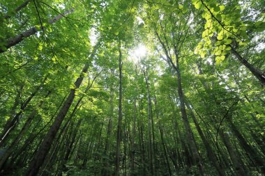 Hokkaido'da yeşil orman