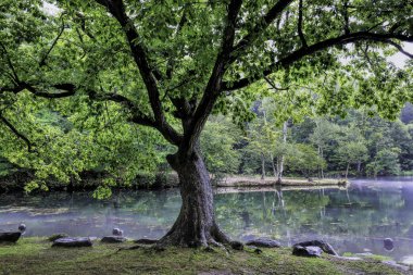ağaç ve gölet Park