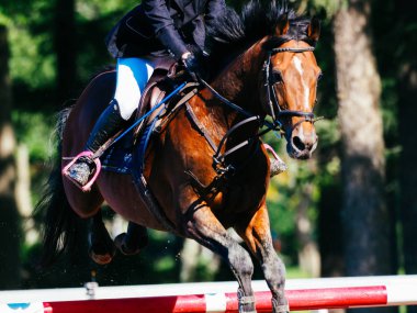 Binicilik yaz Japonya