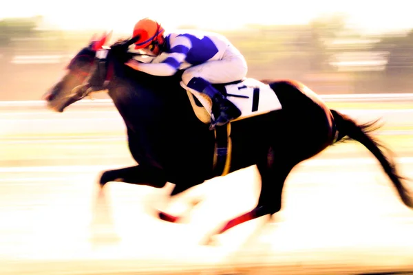 Caballo Hipódromo Verano — Foto de Stock