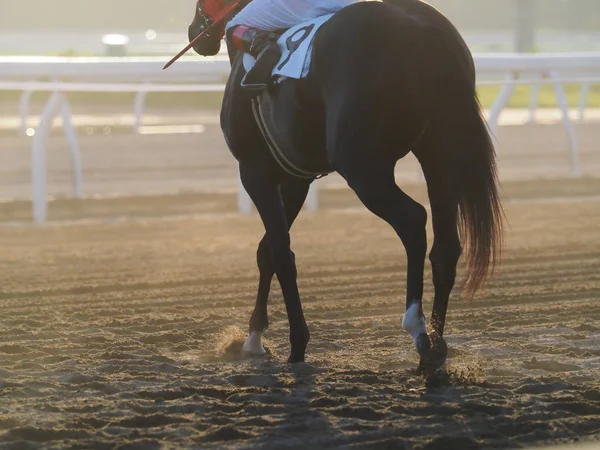 Caballo Hipódromo Verano — Foto de Stock