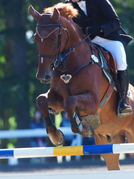 Binicilik yaz Japonya