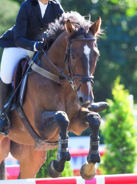 Binicilik yaz Japonya