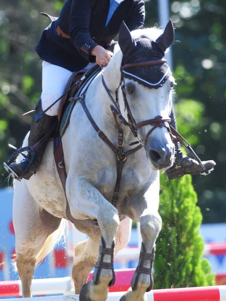 Binicilik yaz Japonya