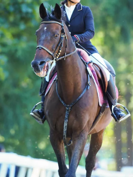 Equestrian Summer Japan — Stock Photo, Image