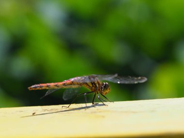 yusufçuk sonbaharda Japonya