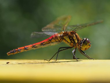 yusufçuk sonbaharda Japonya