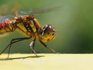 yusufçuk sonbaharda Japonya