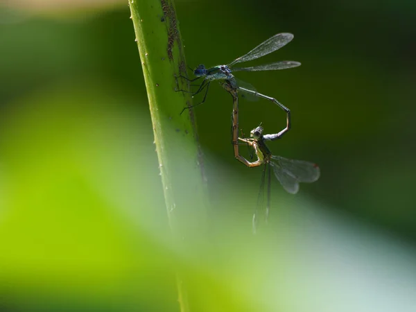 日本秋季蜻蜓 — 图库照片