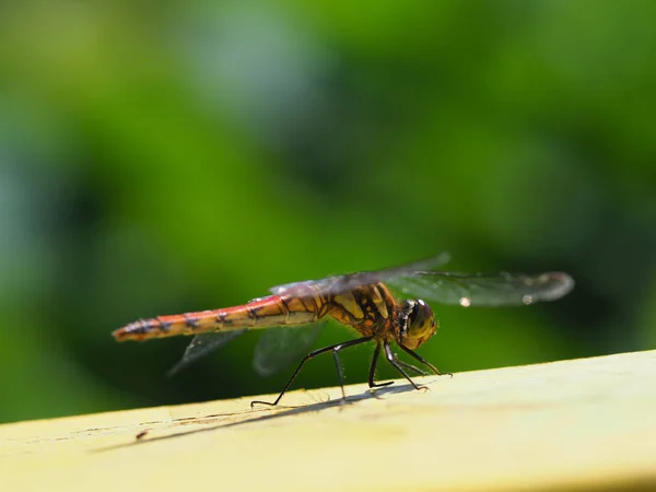 Libélula Outono Japão — Fotografia de Stock