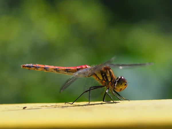 Libélula Outono Japão — Fotografia de Stock