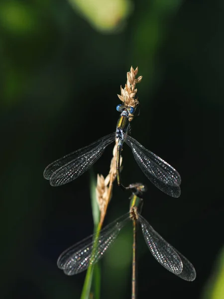 Libellula Autunno Giappone — Foto Stock