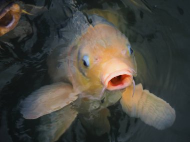 Japonya gölde sazan