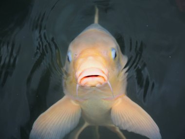 Japonya gölde sazan