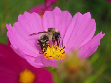 Arı ve cosomos Güz