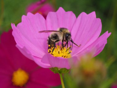 Arı ve cosomos Güz