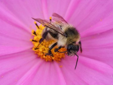 Arı ve cosomos Güz