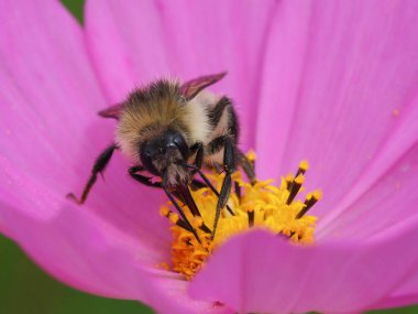 Arı ve cosomos Güz