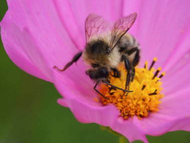 Arı ve cosomos Güz