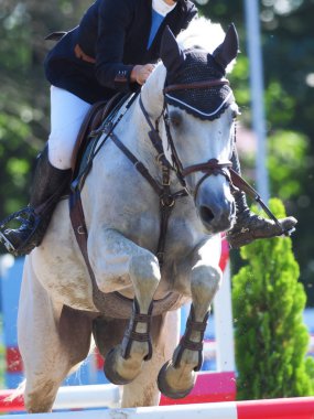 Binicilik bahar Japonya