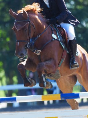 Binicilik bahar Japonya